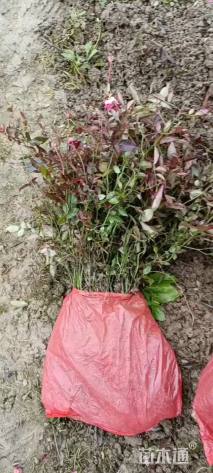 高度25厘米品种月季