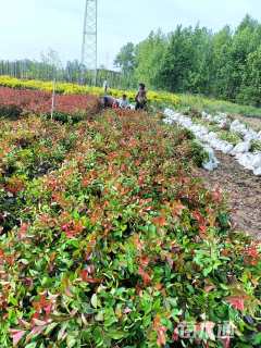 0.5公分红叶石楠