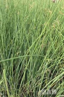 高度50厘米花叶水葱