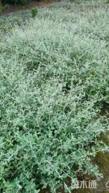 高度20厘米灌从石蚕