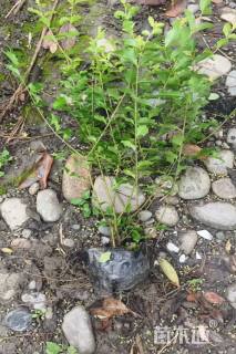 高度30厘米金禾女贞