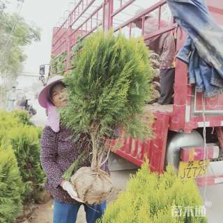 冠幅80厘米洒金柏球