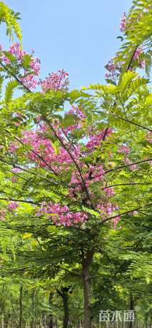 7公分粉花山扁豆