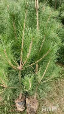 高度125厘米油松