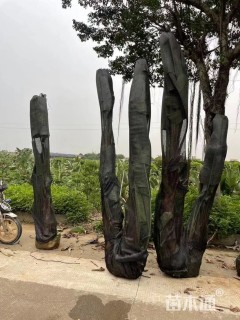 高度250厘米天堂鸟