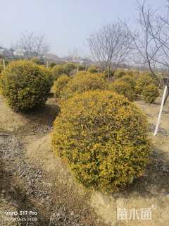 高度120厘米金冠女贞