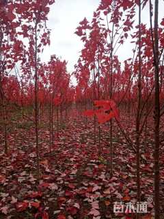 3公分美国红枫-红冠