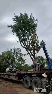 24公分乌桕