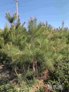 高度150厘米油松