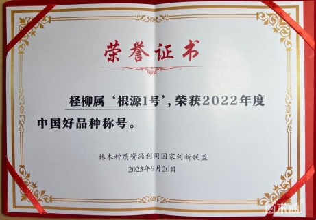 高度260厘米柽柳