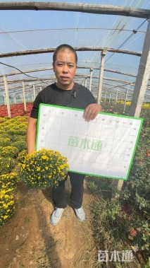 高度20厘米球菊