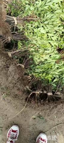 高度35厘米杜鹃