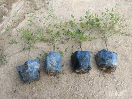 高度30厘米南天竹