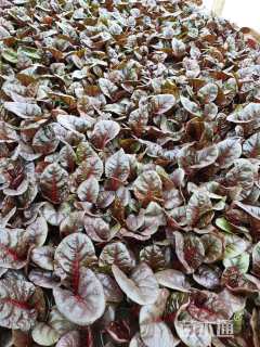 高度20厘米红叶甜菜