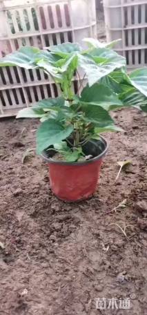 高度15厘米一串红