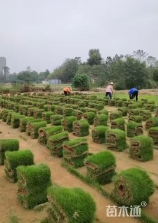 草毯状马尼拉草