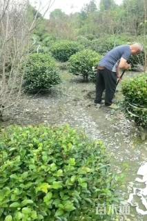 冠幅100厘米茶梅球