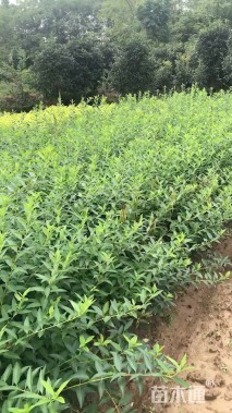 高度40厘米连翘