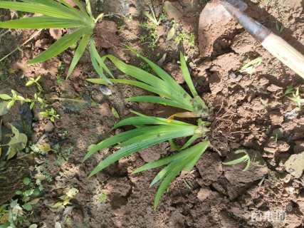 高度25厘米蓝花鸢尾