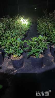 高度20厘米果汁阳台月季