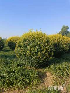 冠幅200厘米金叶女贞球