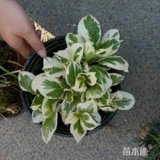 高度5厘米八仙花