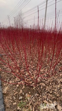 高度100厘米红瑞木