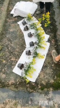 高度20厘米黄金枸骨