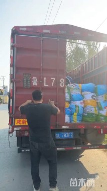 高度50厘米花叶良姜