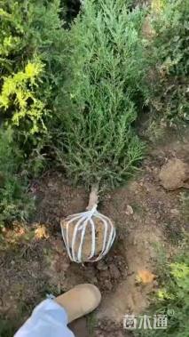 高度120厘米蜀桧