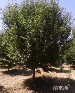 15公分绚丽海棠