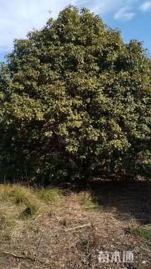 高度450厘米丛生桂花