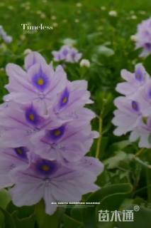 高度11厘米水葫芦