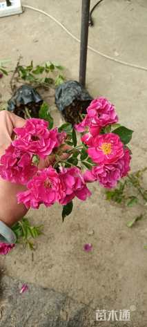 高度40厘米蔷薇