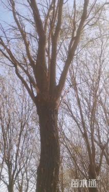 20公分槐树