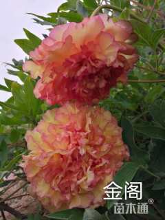 高度50厘米牡丹