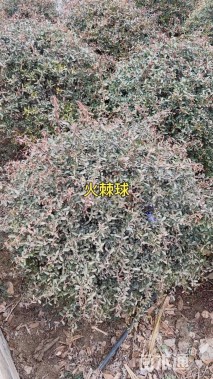 冠幅120厘米火棘球