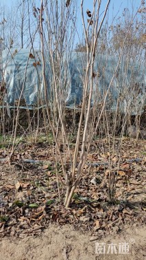 高度2厘米丛生紫荆