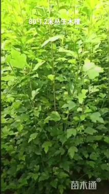 高度100厘米丛生木槿