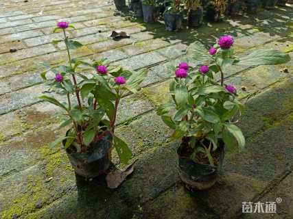 高度15厘米千日红