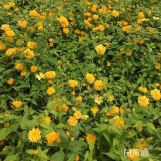 高度40厘米棣棠苗