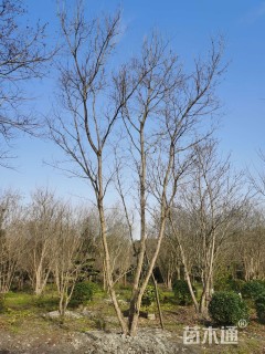 高度950厘米丛生元宝枫