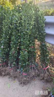 高度100厘米北海道黄杨