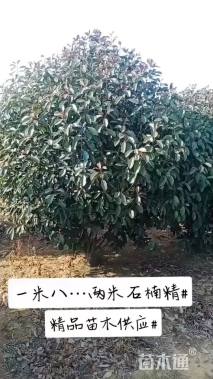 冠幅180厘米石楠球