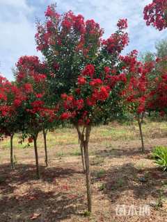 高度320厘米红花紫薇