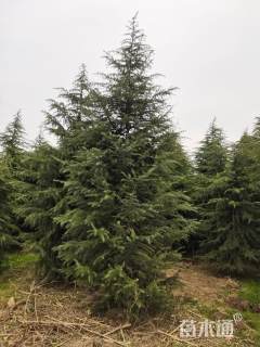 高度800厘米雪松