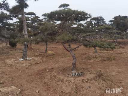 10公分造型油松