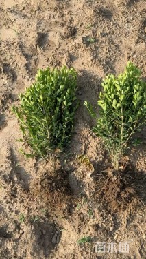 高度25厘米小叶黄杨