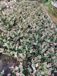 30厘米花叶络石