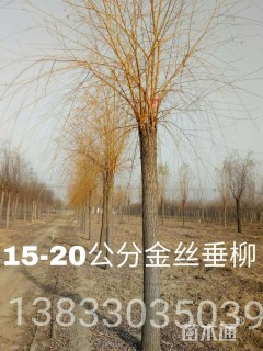 15公分金丝垂柳